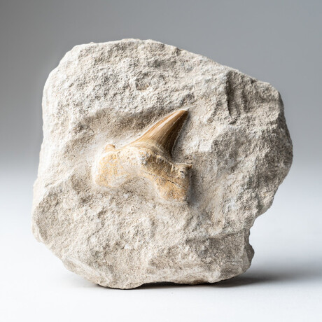 Pre-historic Shark Tooth Fossil on Matrix