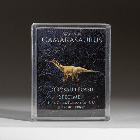 Genuine Camasaurus Dinosaur Bone in Acrylic Display Box