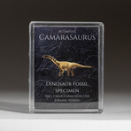 Genuine Camasaurus Dinosaur Bone in Acrylic Display Box