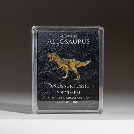 Genuine Allosaurus Dinosaur Bone in Acrylic Display Box