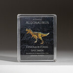 Genuine Allosaurus Dinosaur Bone in Acrylic Display Box