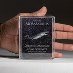 Genuine Mosasaurus Dinosaur Bone in Acrylic Display Box