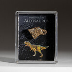 Genuine Allosaurus Dinosaur Bone in Acrylic Display Box