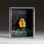 Genuine Amber in Acrylic Display Box