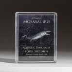 Genuine Mosasaurus Dinosaur Bone in Acrylic Display Box