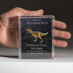 Genuine Allosaurus Dinosaur Bone in Acrylic Display Box