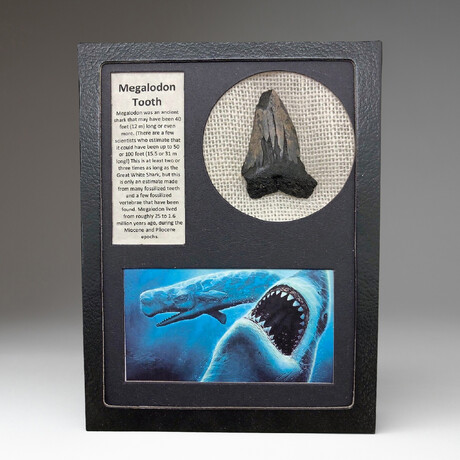 Genuine Megalodon Shark Tooth in Display Box