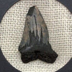 Genuine Megalodon Shark Tooth in Display Box