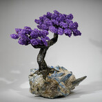 Giant Amethyst Gemstone Tree on Blue Kyanite Matrix // 36.2 lb