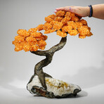 Giant Citrine Gemstone Tree on Citrine Matrix // The Calming Tree // 13.8 lb