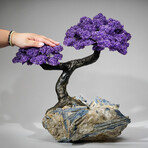 Giant Amethyst Gemstone Tree on Blue Kyanite Matrix // 36.2 lb