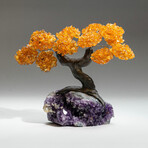 Citrine Gemstone Tree on Amethyst Matrix I // The Money Tree // 4.2 lb