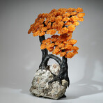 Giant Citrine Gemstone Tree on Pyrite + Quartz Matrix // 33.8 lb