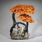 Giant Citrine Gemstone Tree on Pyrite + Quartz Matrix // 33.8 lb