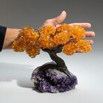 Citrine Gemstone Tree on Amethyst Matrix I // The Money Tree // 4.2 lb