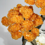 Giant Citrine Gemstone Tree on Citrine Matrix // The Calming Tree // 13.8 lb