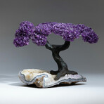 Amethyst Gemstone Tree on Citrine Matrix // The Empowerment Tree // 6 lb