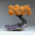 Citrine Gemstone Tree on Amethyst Matrix // The Money Tree // 5 lb