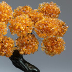 Citrine Gemstone Tree on Amethyst Matrix // The Money Tree // 5 lb