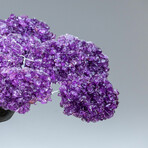 Amethyst Gemstone Tree on Citrine Matrix // The Empowerment Tree // 6 lb