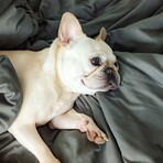 Benji Bundle // Charcoal (Twin XL)