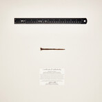 Roman "Crucifixion Spike" // Early 1st century AD