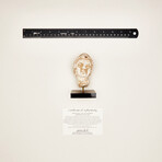 Indus Valley Stucco Head // 4th - 5th Century AD