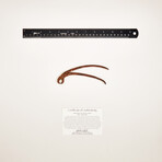 Dentist/Dental Tooth Extraction Forcep // 18th Century