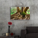 Roots Sarasots Big Tree by Mike Jones (12"H x 16"W x 0.13"D)