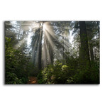 Redwoods NP Ladybird Johnson Lightbeams by Mike Jones (12"H x 16"W x 0.13"D)