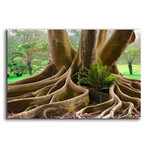 Roots Sarasots Big Tree by Mike Jones (12"H x 16"W x 0.13"D)