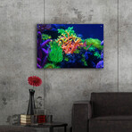 Underwater Amazons by Epic Portfolio (12"H x 16"W x 0.13"D)