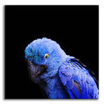 Blue Quill by Epic Portfolio (12"H x 12"W x 0.13"D)