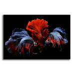 Siamese Fighting Fish by Epic Portfolio (12"H x 16"W x 0.13"D)