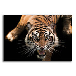 Nice Kitty by Epic Portfolio (12"H x 16"W x 0.13"D)