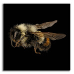 Fuzzy Buzzy by Epic Portfolio (12"H x 12"W x 0.13"D)