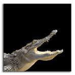 Gator Games by Epic Portfolio (12"H x 12"W x 0.13"D)