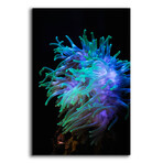 Actinia by Epic Portfolio (16"H x 12"W x 0.13"D)