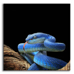 Slithering Cobalt by Epic Portfolio (12"H x 12"W x 0.13"D)