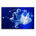 Translucent Jellyfish by Epic Portfolio (12"H x 16"W x 0.13"D)