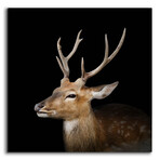 Sika Deer by Epic Portfolio (12"H x 12"W x 0.13"D)