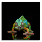 Sneaky Chameleon by Epic Portfolio (12"H x 12"W x 0.13"D)