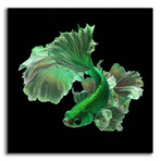 Emerald Fighter by Epic Portfolio (12"H x 12"W x 0.13"D)