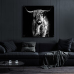 Hippy Highland Cow by Epic Portfolio (12"H x 12"W x 0.13"D)