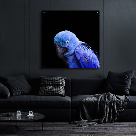 Blue Quill by Epic Portfolio (12"H x 12"W x 0.13"D)