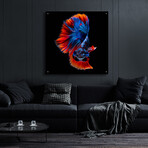 Flamenco Fighter by Epic Portfolio (12"H x 12"W x 0.13"D)