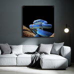 Slithering Cobalt by Epic Portfolio (12"H x 12"W x 0.13"D)