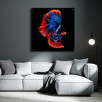 Flamenco Fighter by Epic Portfolio (12"H x 12"W x 0.13"D)