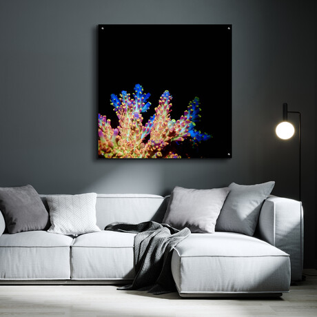 Coral Reef by Epic Portfolio (12"H x 12"W x 0.13"D)