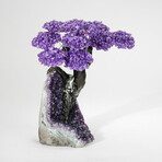 Amethyst Gemstone Tree on Amethyst Matrix // The Protection Tree // 3.1 lb